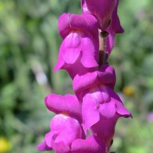 Photographie n°118412 du taxon Antirrhinum majus L. [1753]