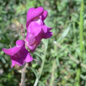 Photographie n°118414 du taxon Antirrhinum majus L. [1753]