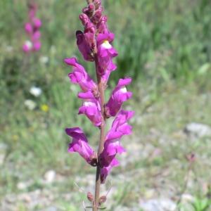 Photographie n°118418 du taxon Antirrhinum majus L. [1753]