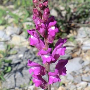 Photographie n°118420 du taxon Antirrhinum majus L. [1753]