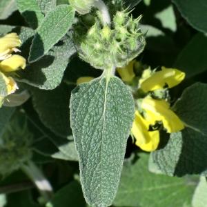 Photographie n°118424 du taxon Phlomis fruticosa L. [1753]