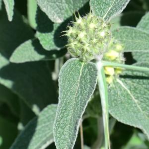 Photographie n°118431 du taxon Phlomis fruticosa L. [1753]