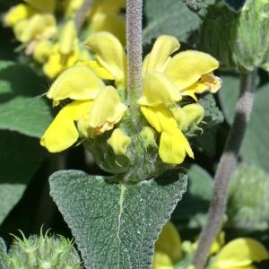 Photographie n°118434 du taxon Phlomis fruticosa L. [1753]