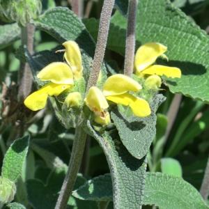 Photographie n°118435 du taxon Phlomis fruticosa L. [1753]