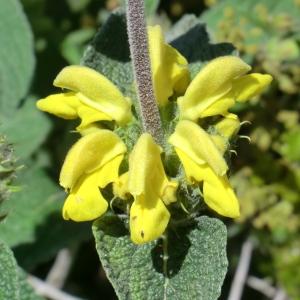 Photographie n°118438 du taxon Phlomis fruticosa L. [1753]