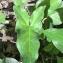  Pierre Bonnet - Arum italicum Mill.