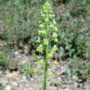 Photographie n°118511 du taxon Reseda lutea L. [1753]