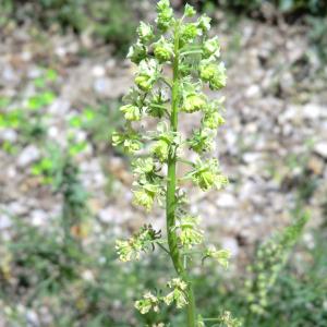 Photographie n°118514 du taxon Reseda lutea L. [1753]