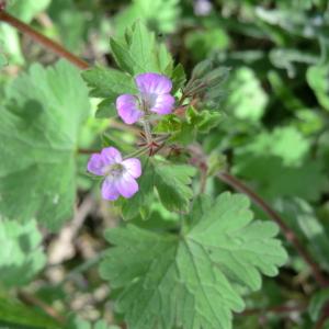 Photographie n°118523 du taxon Geranium rotundifolium L.