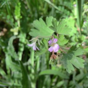 Photographie n°118524 du taxon Geranium rotundifolium L.