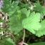  Pierre Bonnet - Geranium rotundifolium L.