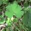  Pierre Bonnet - Geranium rotundifolium L.