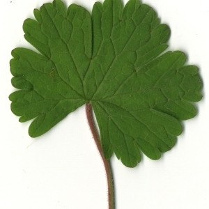 Photographie n°118531 du taxon Geranium rotundifolium L.