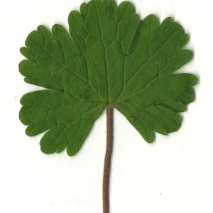 Photographie n°118533 du taxon Geranium rotundifolium L.