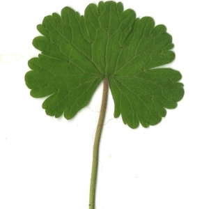 Photographie n°118534 du taxon Geranium rotundifolium L.