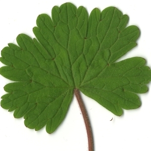 Photographie n°118538 du taxon Geranium rotundifolium L.