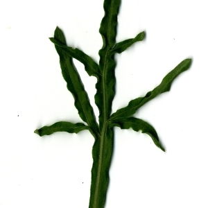 Photographie n°118544 du taxon Reseda lutea L. [1753]