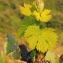  Marie  Portas - Vitis vinifera subsp. vinifera 