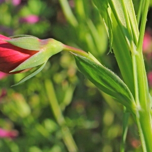 Photographie n°118571 du taxon Lathyrus cicera L. [1753]