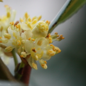 Photographie n°118580 du taxon Laurus nobilis L. [1753]