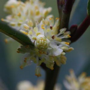 Photographie n°118582 du taxon Laurus nobilis L. [1753]