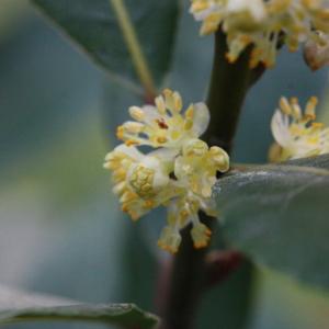 Photographie n°118584 du taxon Laurus nobilis L. [1753]