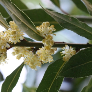 Photographie n°118591 du taxon Laurus nobilis L. [1753]