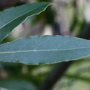 Photographie n°118595 du taxon Laurus nobilis L. [1753]