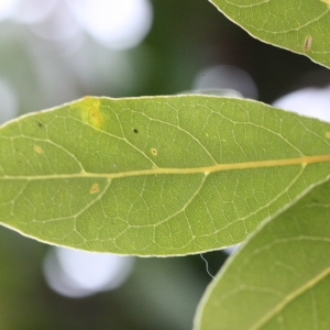 Photographie n°118601 du taxon Laurus nobilis L. [1753]