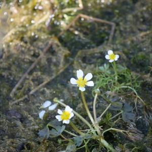 Photographie n°118612 du taxon Ranunculus baudotii Godr. [1840]