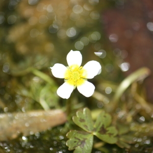 Photographie n°118615 du taxon Ranunculus baudotii Godr. [1840]