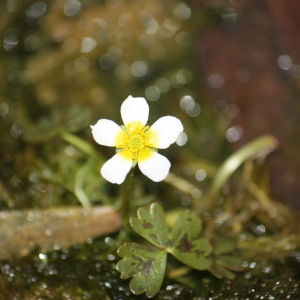 Photographie n°118617 du taxon Ranunculus baudotii Godr. [1840]