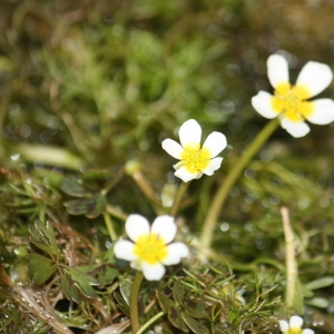 Photographie n°118619 du taxon Ranunculus baudotii Godr. [1840]