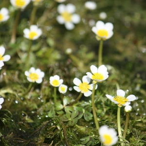 Photographie n°118622 du taxon Ranunculus baudotii Godr. [1840]