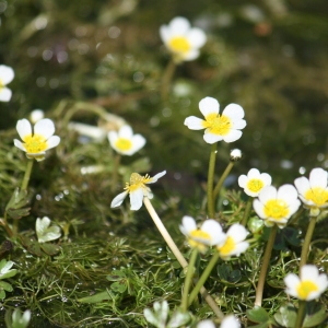 Photographie n°118623 du taxon Ranunculus baudotii Godr. [1840]