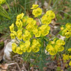  - Euphorbia esula L. [1753]