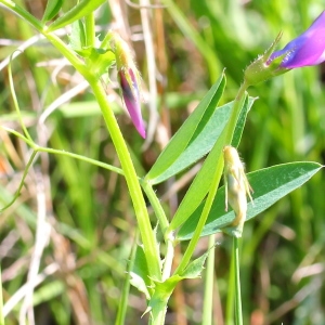 Photographie n°118692 du taxon Vicia bithynica (L.) L.