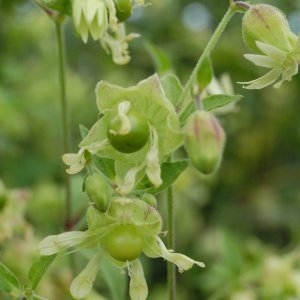 Photographie n°118697 du taxon Bryonia dioica Jacq. [1774]