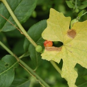 Photographie n°118698 du taxon Bryonia dioica Jacq. [1774]