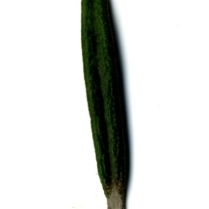 Photographie n°118847 du taxon Rosmarinus officinalis L.