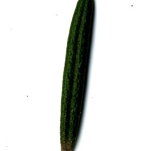 Photographie n°118848 du taxon Rosmarinus officinalis L.