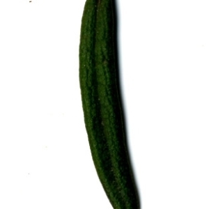 Photographie n°118849 du taxon Rosmarinus officinalis L.