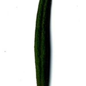 Photographie n°118850 du taxon Rosmarinus officinalis L.