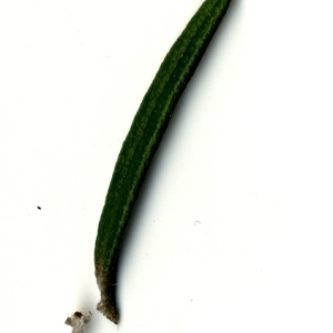 Photographie n°118851 du taxon Rosmarinus officinalis L.
