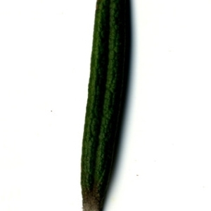 Photographie n°118852 du taxon Rosmarinus officinalis L.
