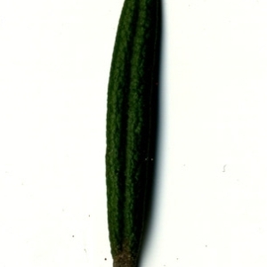 Photographie n°118853 du taxon Rosmarinus officinalis L.