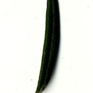 Photographie n°118854 du taxon Rosmarinus officinalis L.