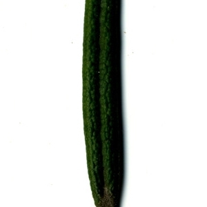 Photographie n°118855 du taxon Rosmarinus officinalis L.