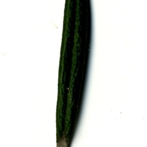 Photographie n°118856 du taxon Rosmarinus officinalis L.