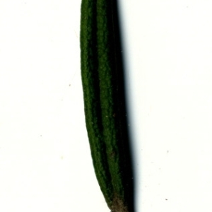 Photographie n°118857 du taxon Rosmarinus officinalis L.